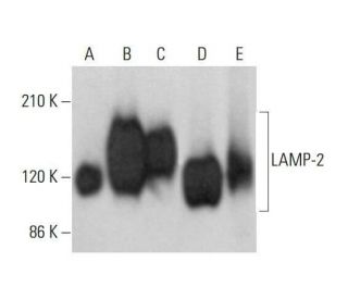 LAMP-2 Antibody (M3/84.6.34) - Western Blotting - Image 352075 
