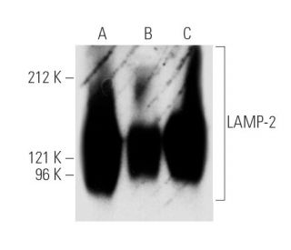 LAMP-2 Antibody (M3/84) - Western Blotting - Image 4917 