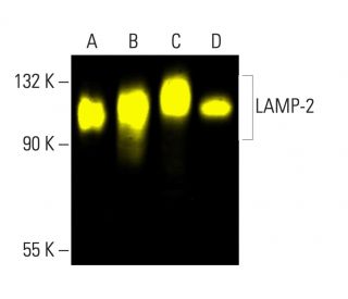 LAMP-2 Antibody (H4B4) - Western Blotting - Image 404212