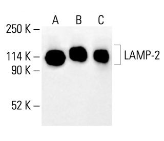 LAMP-2 Antibody (H4B4) - Western Blotting - Image 412419