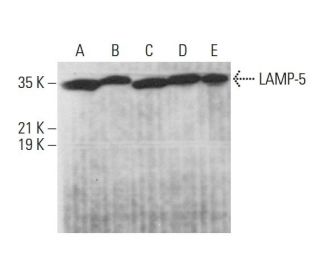 LAMP-5 Antibody (E-8) - Western Blotting - Image 375602 
