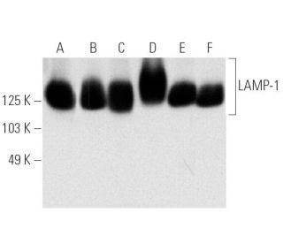 LAMP1 Antibody (H4A3) - Western Blotting - Image 4907