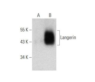 Langerin Antibody (H-4) - Western Blotting - Image 131201SAM Transcription Activation: SAM system utilizing dCas9-VP64, MS2-P65-HSF1, and sgRNA for precise gene transcription activation.