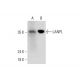 LANPL Antibody (C-1) - Western Blotting - Image 325173