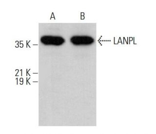LANPL Antibody (C-1) - Western Blotting - Image 375561 