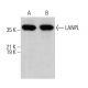 LANPL Antibody (C-1) - Western Blotting - Image 375561 
