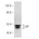 LAP Antibody (J-17A) - Western Blotting - Image 146484 