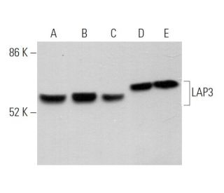 LAP3 Antibody (D-3) - Western Blotting - Image 374448 