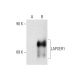 LAPSER1 Antibody (B-5) - Western Blotting - Image 136182