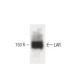 LAR Antibody (7) - Western Blotting - Image 60346