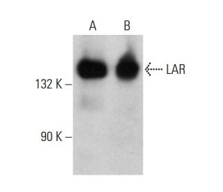 western blotting image from recommended LAR (7) monoclonal antibody replacement. Image 386124