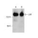 western blotting image from recommended LAR (7) monoclonal antibody replacement. Image 386124