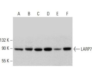 LARP7 Antibody (E-5) - Western Blotting - Image 344564 
