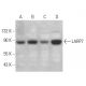 LARP7 Antibody (E-5) - Western Blotting - Image 379310 