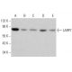 LARP7 Antibody (E-5) - Western Blotting - Image 380614