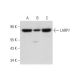 LARP7 Antibody (G-3) - Western Blotting - Image 331202 