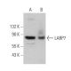 LARP7 Antibody (G-3) - Western Blotting - Image 359277