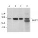 LARP7 Antibody (G-3) - Western Blotting - Image 359280 