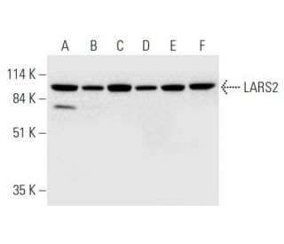 LARS2 Antibody (D-10) - Western Blotting - Image 332751 