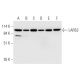 LARS2 Antibody (D-10) - Western Blotting - Image 332751 