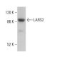 LARS2 Antibody (D-10) - Western Blotting - Image 376237