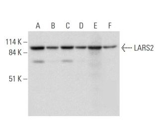 LARS2 Antibody (G-5) - Western Blotting - Image 331173 