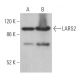 LARS2 Antibody (G-5) - Western Blotting - Image 369434