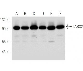 LARS2 Antibody (G-9) - Western Blotting - Image 319903 
