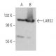 LARS2 Antibody (G-9) - Western Blotting - Image 369432 
