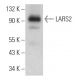 LARS2 Antibody (G-9) - Western Blotting - Image 369475