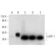 LASP-1 Antibody (B-3) - Western Blotting - Image 311989