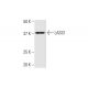 LASS1 Antibody (3F9) - Western Blotting - Image 352179 