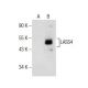LASS4 Antibody (D-6) - Western Blotting - Image 155737 