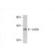 LASS4 Antibody (D-6) - Western Blotting - Image 392574