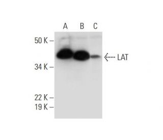 LAT Antibody (B-3) - Western Blotting - Image 294785 