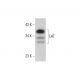 LAT Antibody (F-7) - Western Blotting - Image 317972