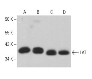 western blotting image from recommended LAT (11B.12) monoclonal antibody replacement. Image 380798