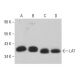 western blotting image from recommended LAT (11B.12) monoclonal antibody replacement. Image 380798