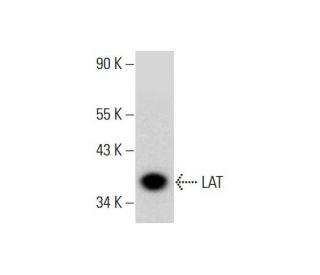 LAT Antibody (H-12) - Western Blotting - Image 317973 