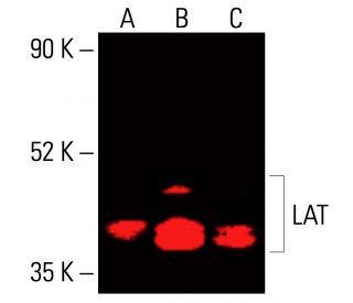 LAT Antibody (H-12) - Western Blotting - Image 416214 