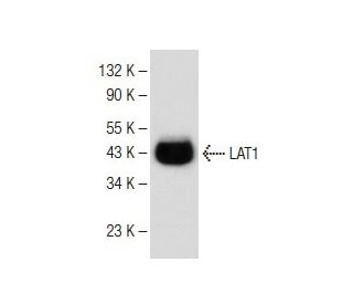 LAT1 Antibody (D-10) - Western Blotting - Image 149459