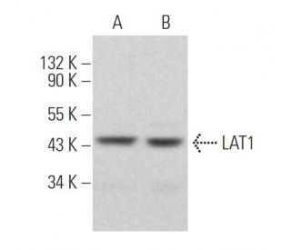 LAT1 Antibody (D-10) - Western Blotting - Image 361810