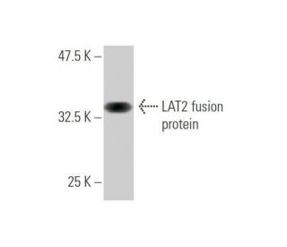 LAT2 Antibody (3F10) - Western Blotting - Image 349542