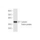 Latexin Antibody (8H5) - Western Blotting - Image 350242