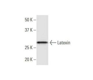 Latexin Antibody (8H5) - Western Blotting - Image 352203 