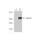 Latexin Antibody (8H5) - Western Blotting - Image 352204 