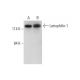 Latrophilin-1 Antibody (A-4) - Western Blotting - Image 323817 