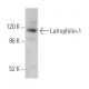 Latrophilin-1 Antibody (A-4) - Western Blotting - Image 372100
