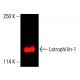 Latrophilin-1 Antibody (A-4) - Western Blotting - Image 416620 
