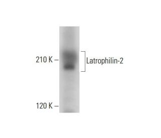 Latrophilin-2 Antibody (E-3) - Western Blotting - Image 317932 